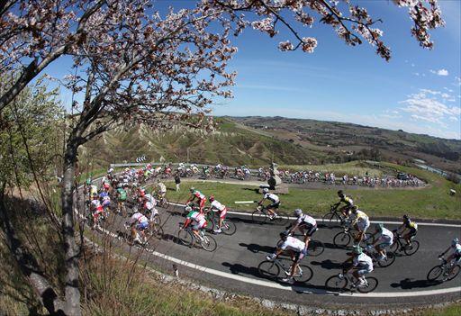 沿道には春の訪れを告げる桜が満開