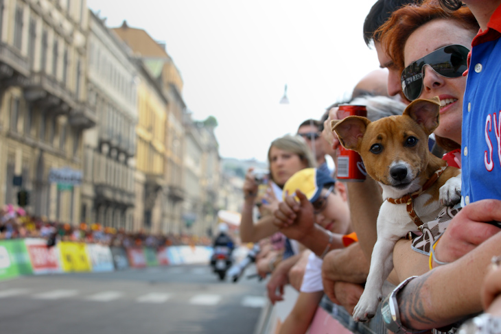 犬もコースに身を乗り出して選手たちを待つ