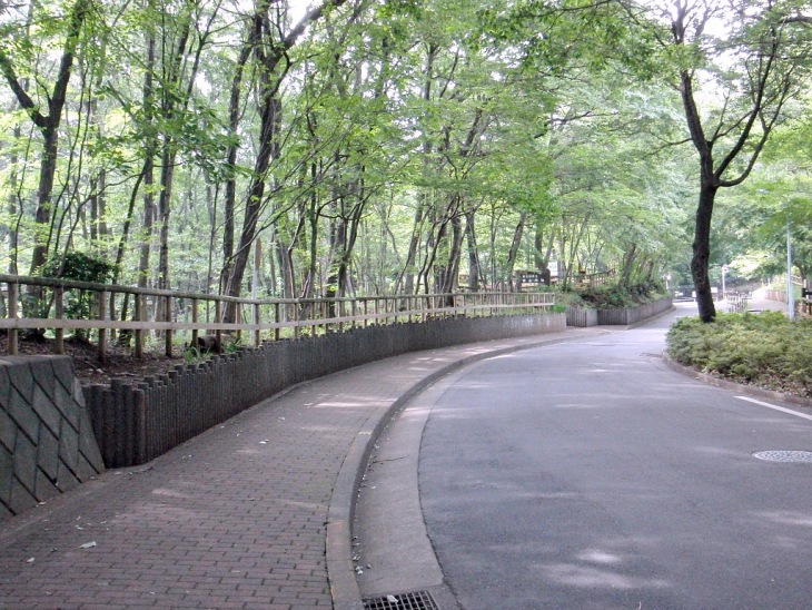 1周12km。 緑のトンネルが続く多摩湖サイクリングロード周回コース