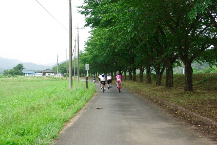 市街地を抜け、夏の緑がまぶしい桜並木通りへ。すでに置いてかれ気味?
