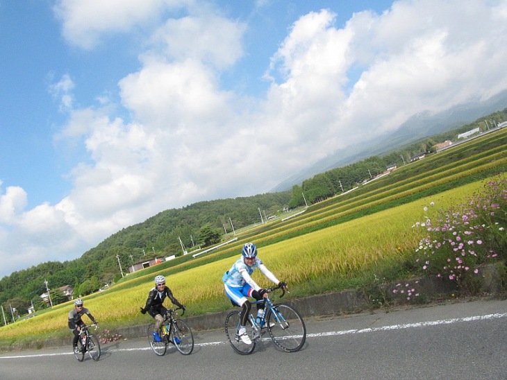 コスモス揺れる田園地帯を走り抜ける