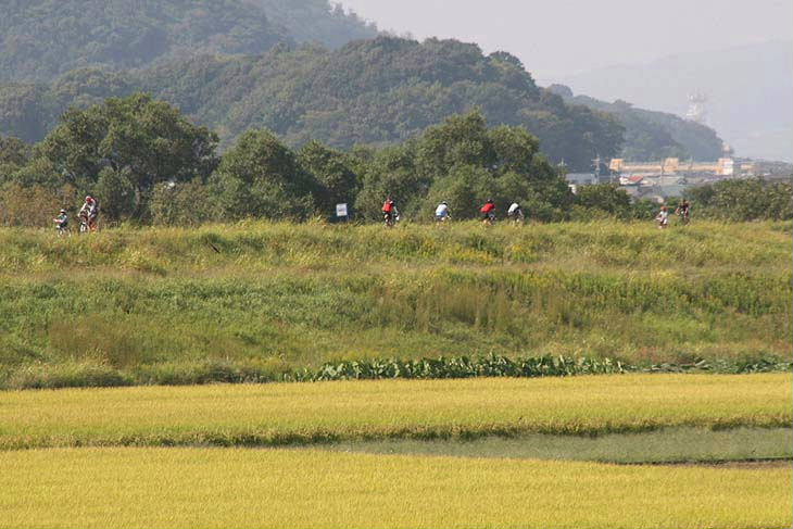 堤防の脇には黄金色の田んぼが広がる