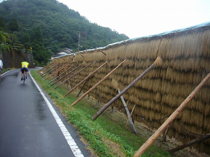 稲のはぜ掛け、懐かしい