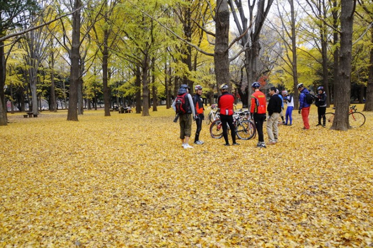 代々木公園内。まるで黄色いじゅうたんのよう！