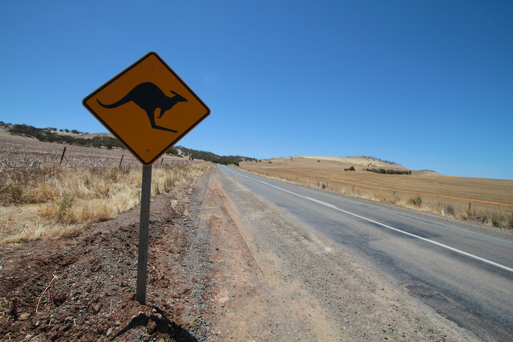 オーストラリア名物カンガルー注意の標識