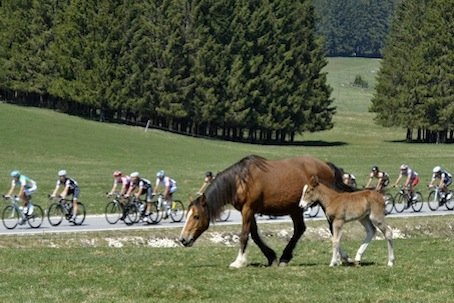 スイス西部の田園風景を駆け抜ける