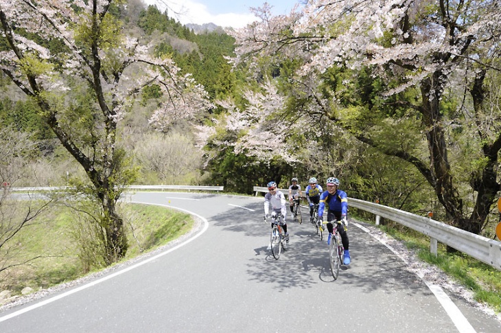 桜のおかげで峠の苦しさ半減だ！