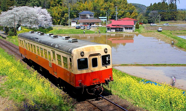 房総の豊かな自然の中を疾走する小湊鉄道の車両。日本で唯一のキハ200型のディーゼルカーで、鉄道好きにもうれしい体験が出来る