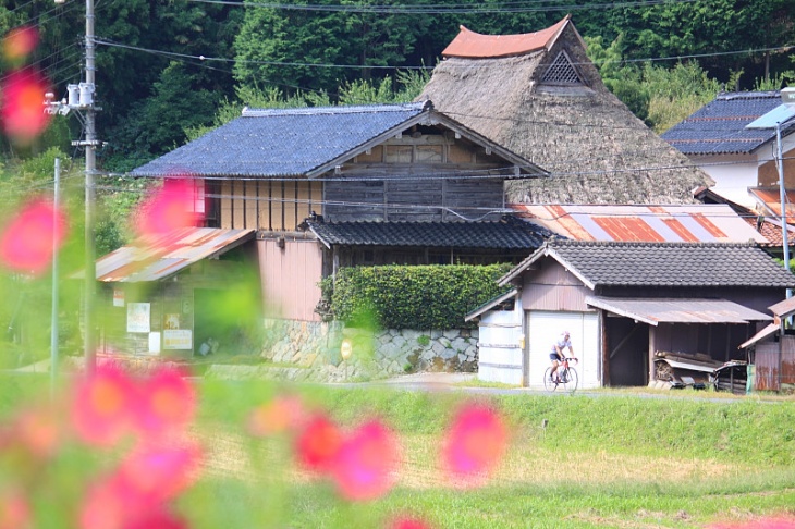 コスモス咲く田舎道