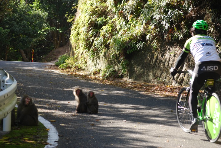 西部林道内エリアでヤクサルと遭遇