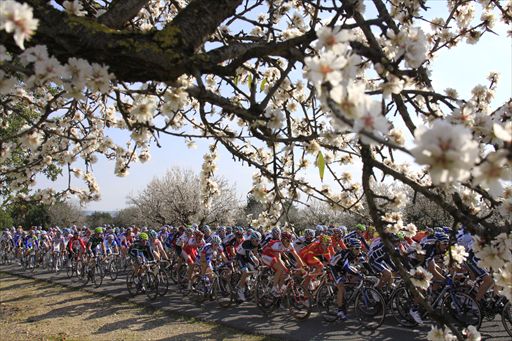 桜に似たアーモンドの花が満開を迎える