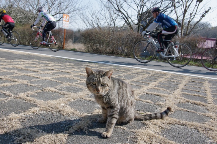 猫も応援!? のどかな雰囲気のコースを存分に走れる