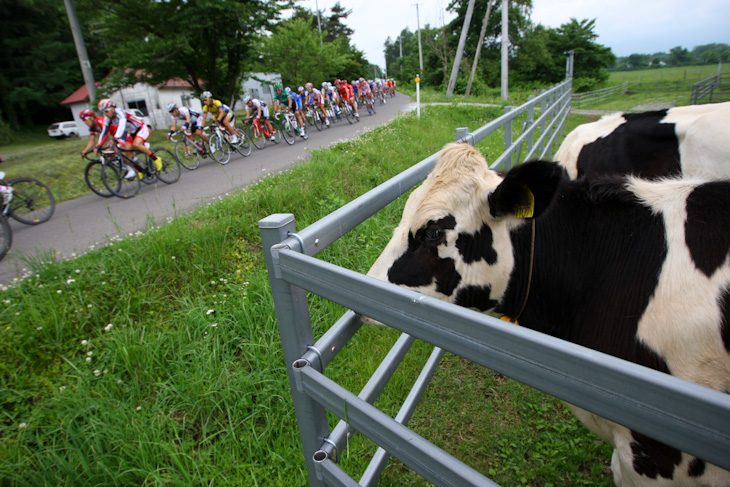 牧場の牛がレースを見守る