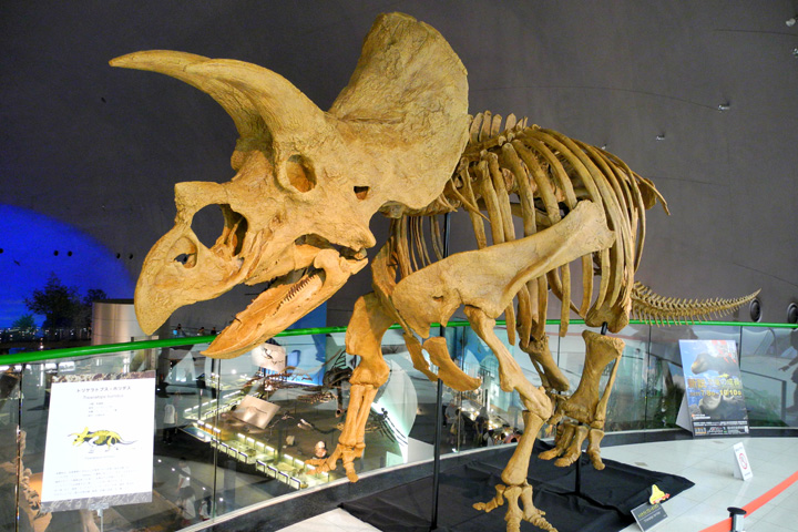 トリケラトプスの全身骨格