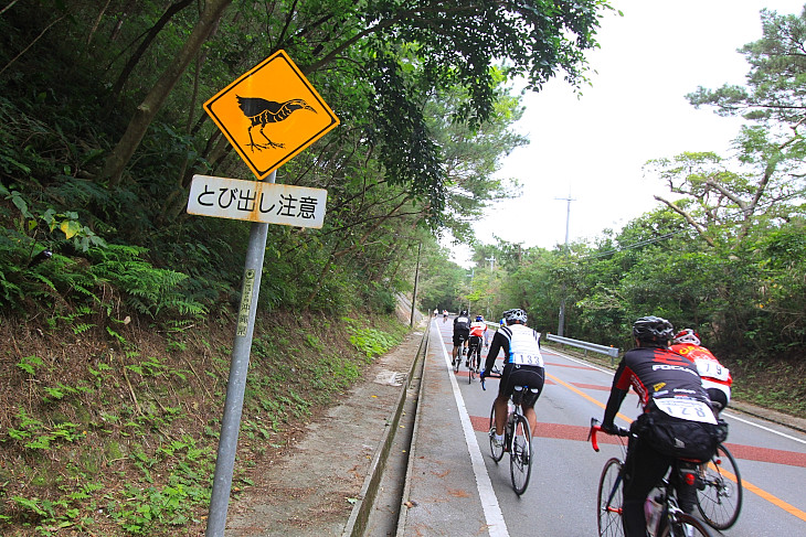 やんばるクイナ飛び出し注意の看板が見守る