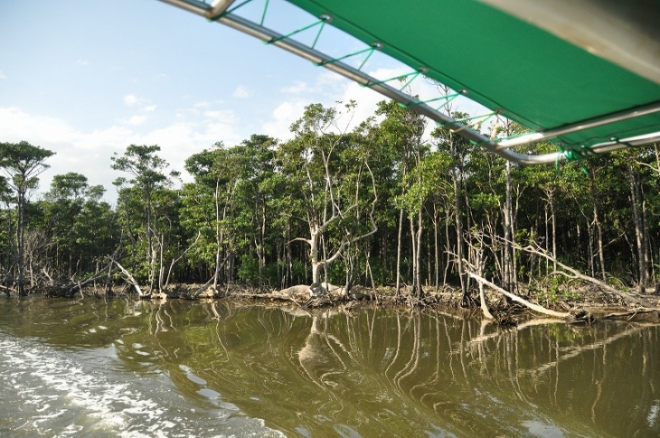 豊かな自然の残るマングローブ原生林