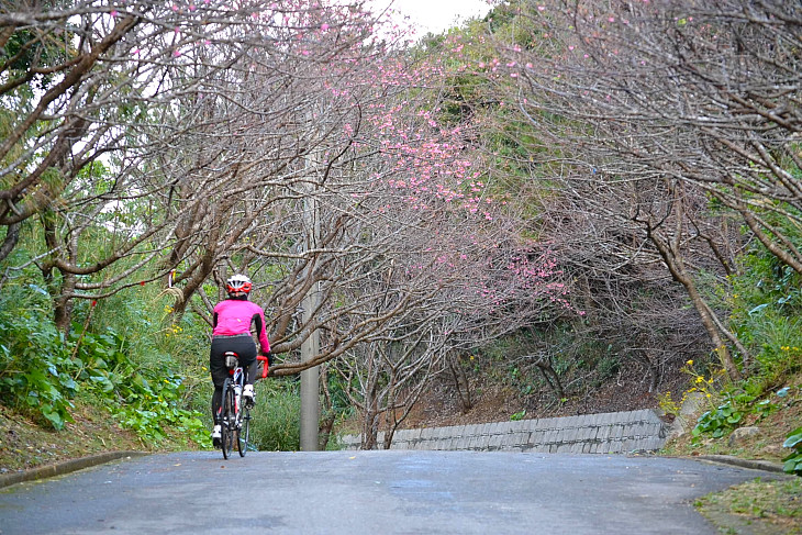 アーラ林道　１月中旬から２月上旬まで寒緋桜が咲いています