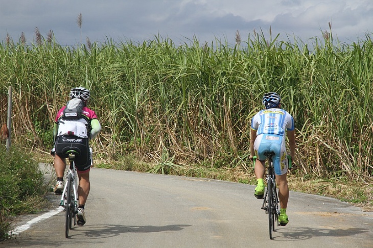 沖縄の原風景ともいえるサトウキビ畑の中をサイクリング