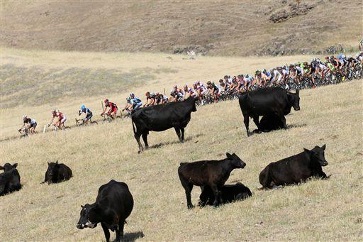 放牧された牛がレースを見守る