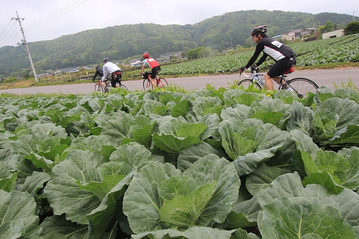 キャベツ畑の広がる高原地帯を行く