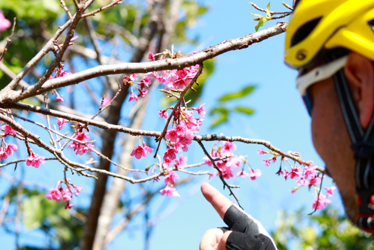 「本当に咲いてるぞ！」日本一早い桜を見つけました。