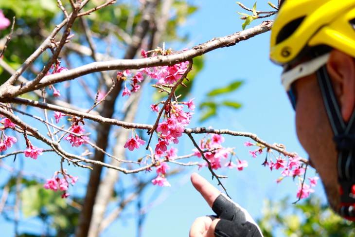 「本当に咲いてるぞ!」日本一早い桜を見つけました。