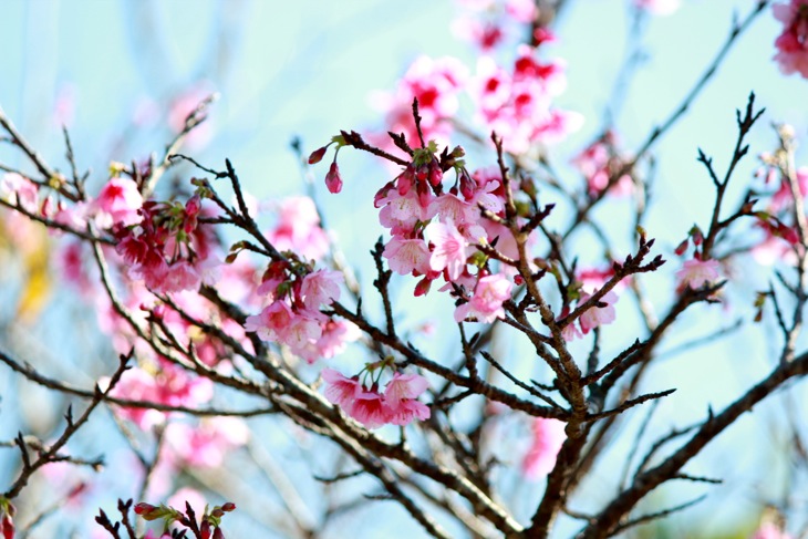 コース脇に見つけたピンクの桜