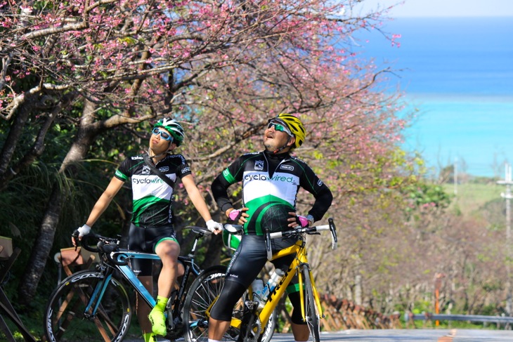 何とか登りきった先には満開の桜が拡がる。バックの碧い海との美しいコントラストにオヤジの心も少しは癒された?