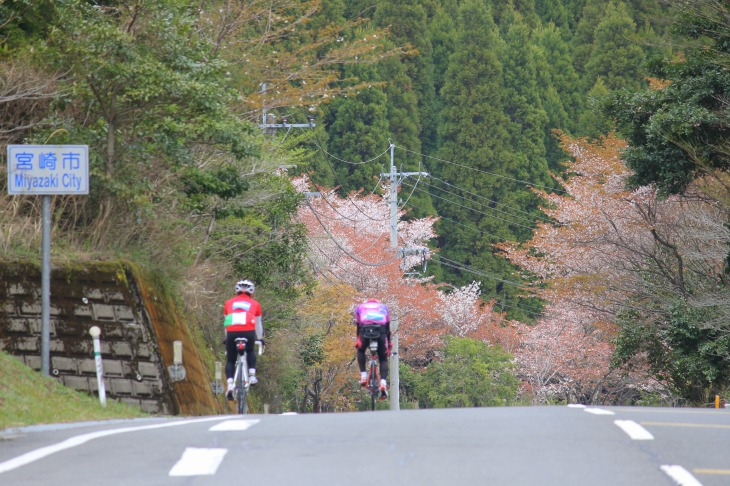 頂上では散り始めた桜が出迎えてくれた