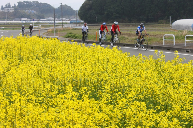 菜の花の甘い香りが一面に広がっていた