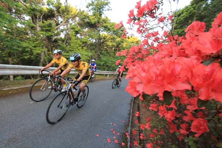 ツツジ咲き乱れる林道へ　久米島はいろんな花が咲く時期だ