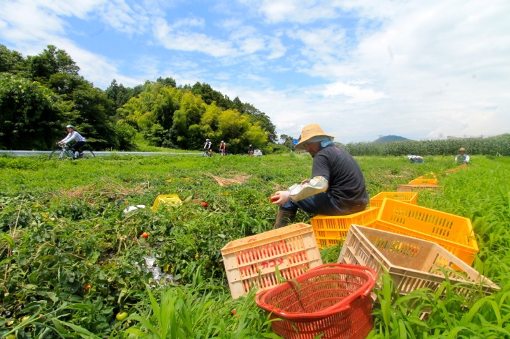 トマト畑を横目に駆け抜ける。濃い緑が目に眩しい