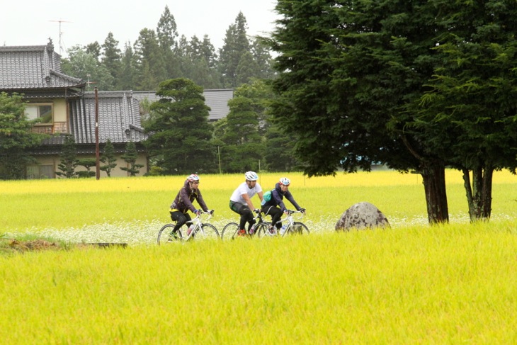 雨に濡れた田んぼも、色彩を増して独特の美しさがある