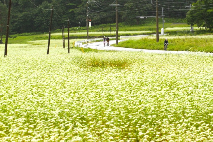 白い花がじゅうたんのように一面に広がる蕎麦畑