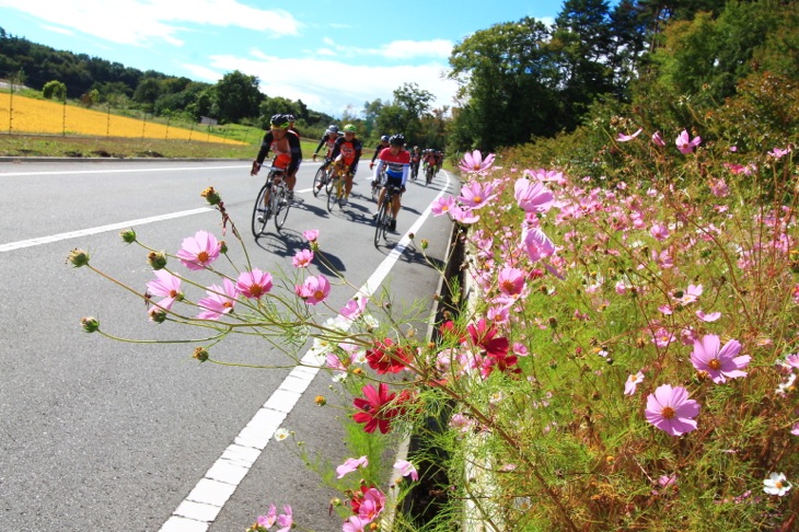 コースの至る所にコスモスが咲き乱れる