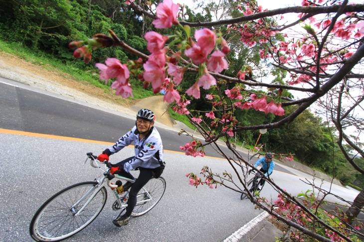 日本一早い桜を沿道で見つける。濃いピンク色だ