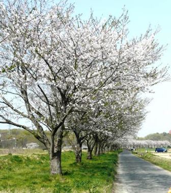 サイクリングの目的地「桜並木」