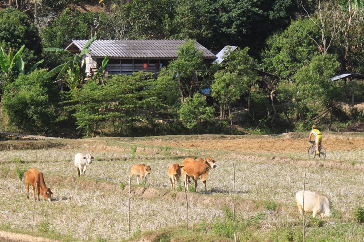 牛たちに見守られて田んぼのあぜ道を走り抜けていく