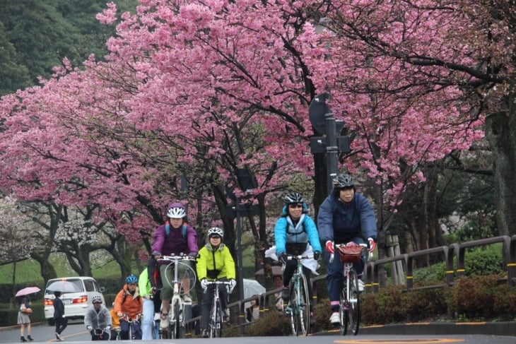 満開の八重紅枝垂桜の下を行く