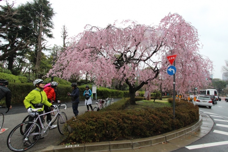 北の丸公園入り口の枝垂れ桜はほぼ満開