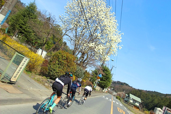 沿道には満開のコブシが咲き乱れる。春ですね。