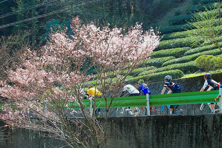 渓谷に咲き誇る桜。春らしさを演出してくれます。