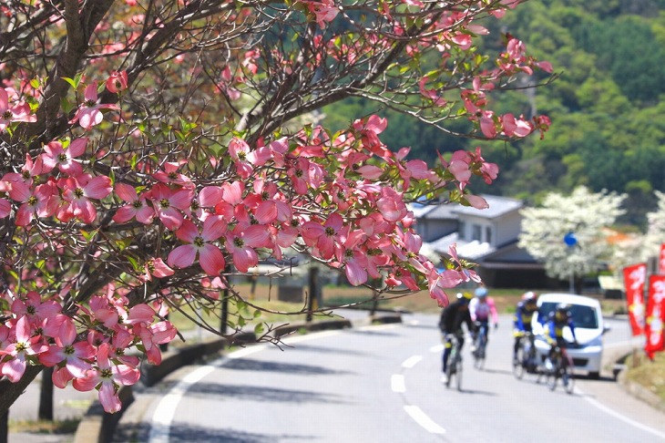 美しい並木の横の道を登っていく