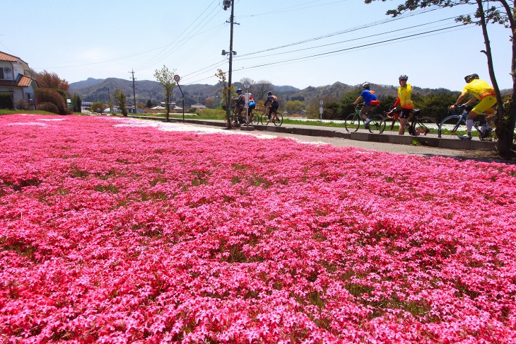 写真スポットになっていた満開の芝桜。