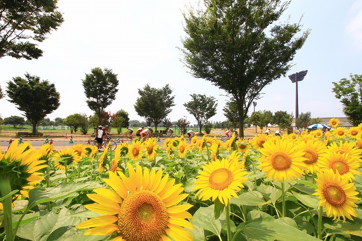 ひまわりがいかにも夏だ