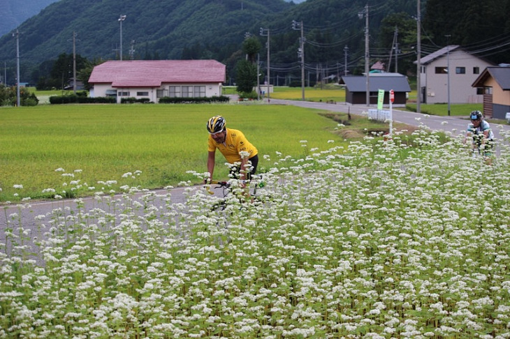 信州名物のソバの花が咲き乱れています。