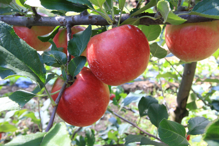 真っ赤に色づいたリンゴ。シナノスイートや秋映が収穫時期を迎えている