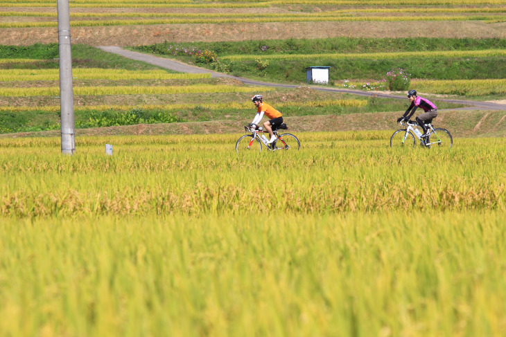 鮮やかに色づいた稲穂が風に揺れる中を走る　第7回信越自然郷・五高原ロングライド