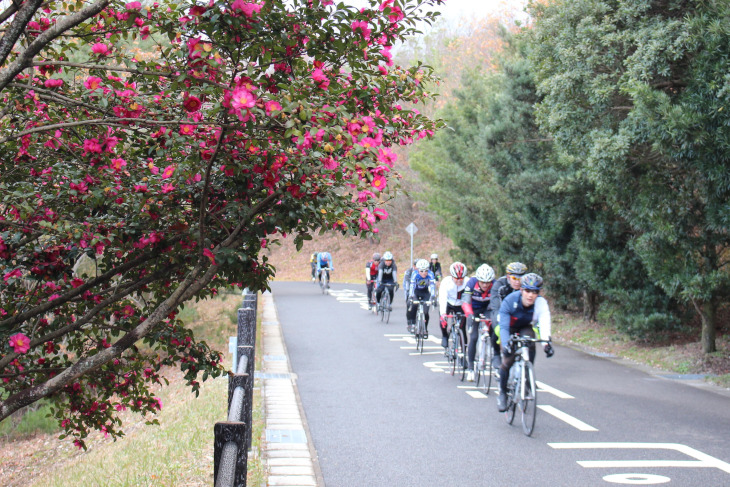 沿道で鮮やかに咲き誇っていたツバキの花