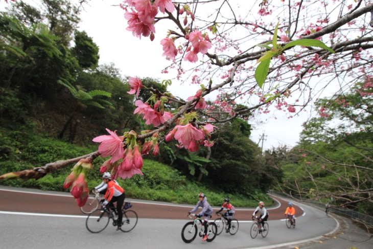 日本一早い桜を沿道で見つける。濃いピンク色だ